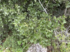 Quercus coccifera
