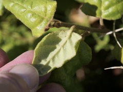 Chorilaena quercifolia