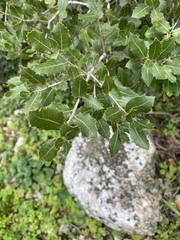 Quercus coccifera