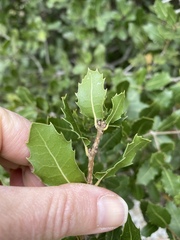 Quercus coccifera