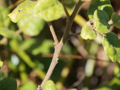 Chorilaena quercifolia