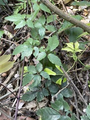 Causonis corniculata