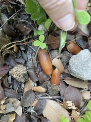 Quercus coccifera