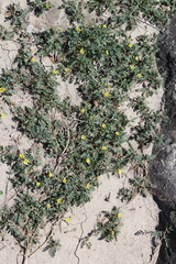Sibbaldianthe orientalis