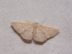 Idaea philocosma