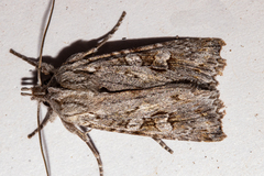 Physetica longstaffi