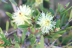 Melaleuca nodosa