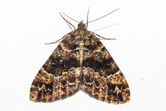 Pseudocoremia productata