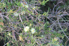 Melaleuca nodosa