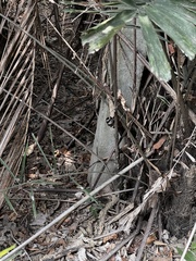 Pomatorhinus musicus