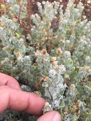 Atriplex barclayana