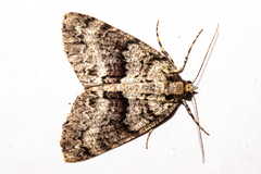 Pseudocoremia suavis