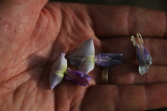Millettia ferruginea
