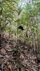 Pseudosasa xishuangbannaensis