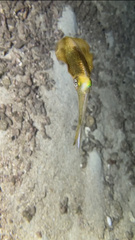 Sepioteuthis lessoniana