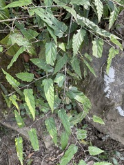 Rubus swinhoei