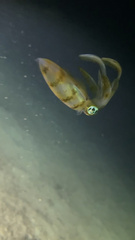 Sepioteuthis lessoniana