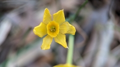 Narcissus jonquilla