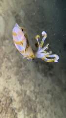 Sepioteuthis lessoniana