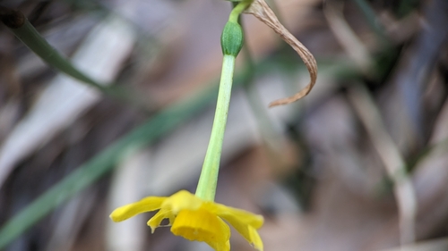 Image of Narcissus jonquilla by (c) Joseph Aubert, some rights reserved (CC BY)