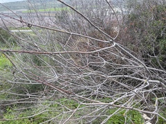 Pistacia terebinthus