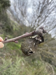 Pistacia terebinthus
