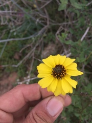 Encelia asperifolia