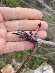 Pistacia terebinthus