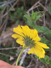 Encelia asperifolia