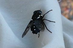 Triclista guttata