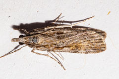Scoparia indistinctalis