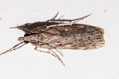Scoparia indistinctalis