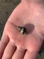 Cominella glandiformis