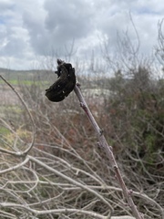 Baizongia pistaciae