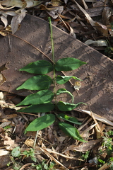 Millettia ferruginea