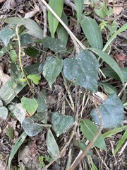 Pericampylus glaucus