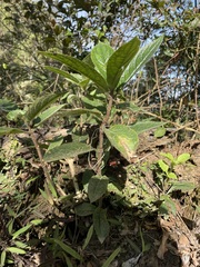 Boehmeria densiflora