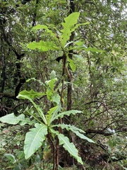 Sonchus fruticosus image