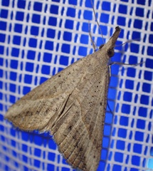 Rhynchina obliqualis