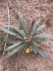 Camissoniopsis