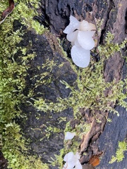 Favolaschia pustulosa