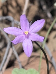 Dipterostemon capitatus pauciflorus