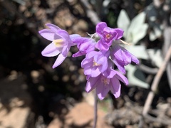 Dipterostemon capitatus pauciflorus