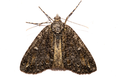 Pseudocoremia modica