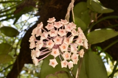 Hoya verticillata