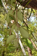 Hoya verticillata