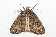 Pseudocoremia modica