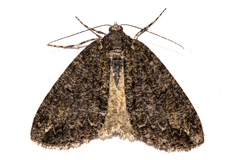 Pseudocoremia modica