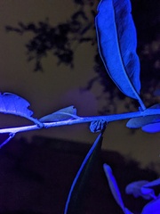 Andricus quercusfoliatus