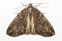 Pseudocoremia modica